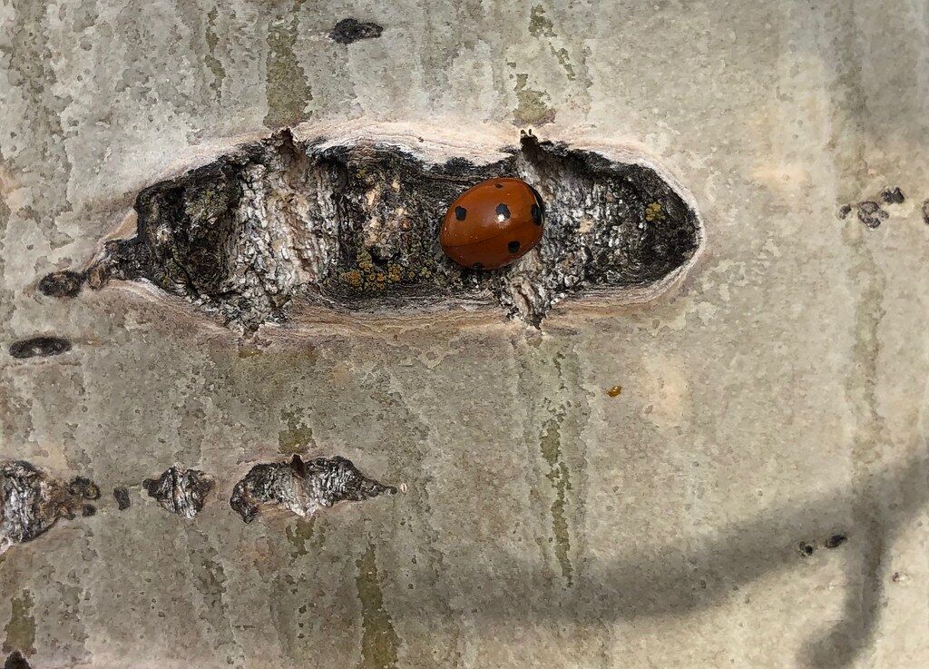 Ladybug hibernating